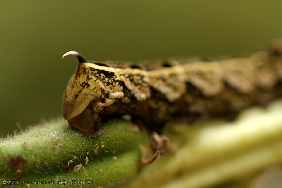青 虫 昆虫 生物世界 微距 青虫