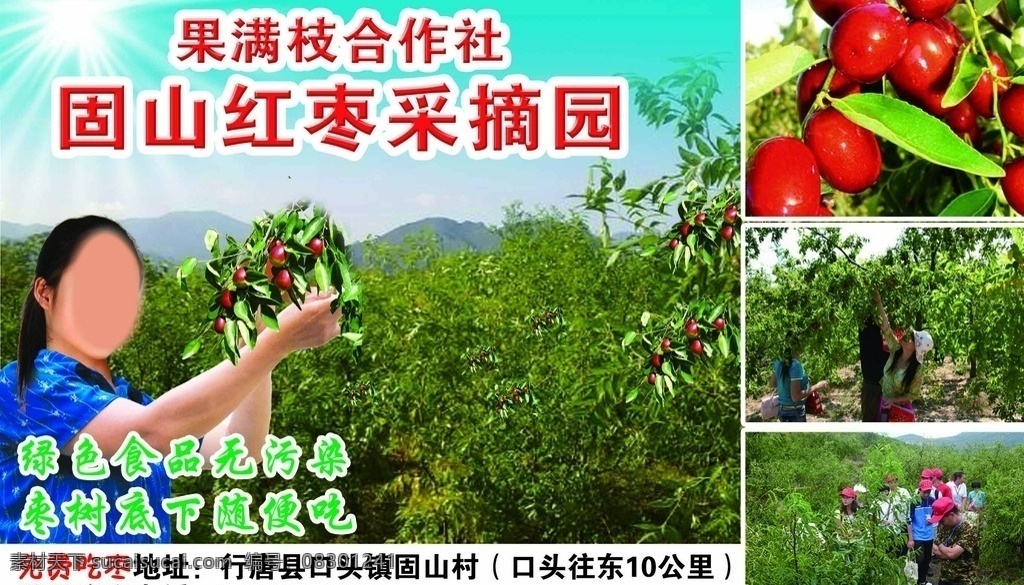 红枣采摘园 大枣 采摘 果满枝 合作社 秋天 美女 共享 新鲜 固山 绿色 无污染 食品 随便吃 免费 山 树叶 阳光 原创 大枣采摘节 红枣采摘 青枣 吃枣 电话 口头 摘枣 旅游 矢量图 ps 分层 源文件 展板