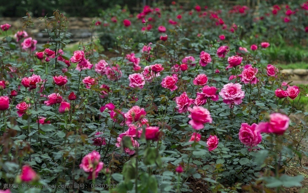 玫瑰园 园林花卉 红色玫瑰花 玫瑰花园 玫瑰花公园 红玫瑰花 红玫瑰 玫瑰 玫瑰月季 生物世界 花草