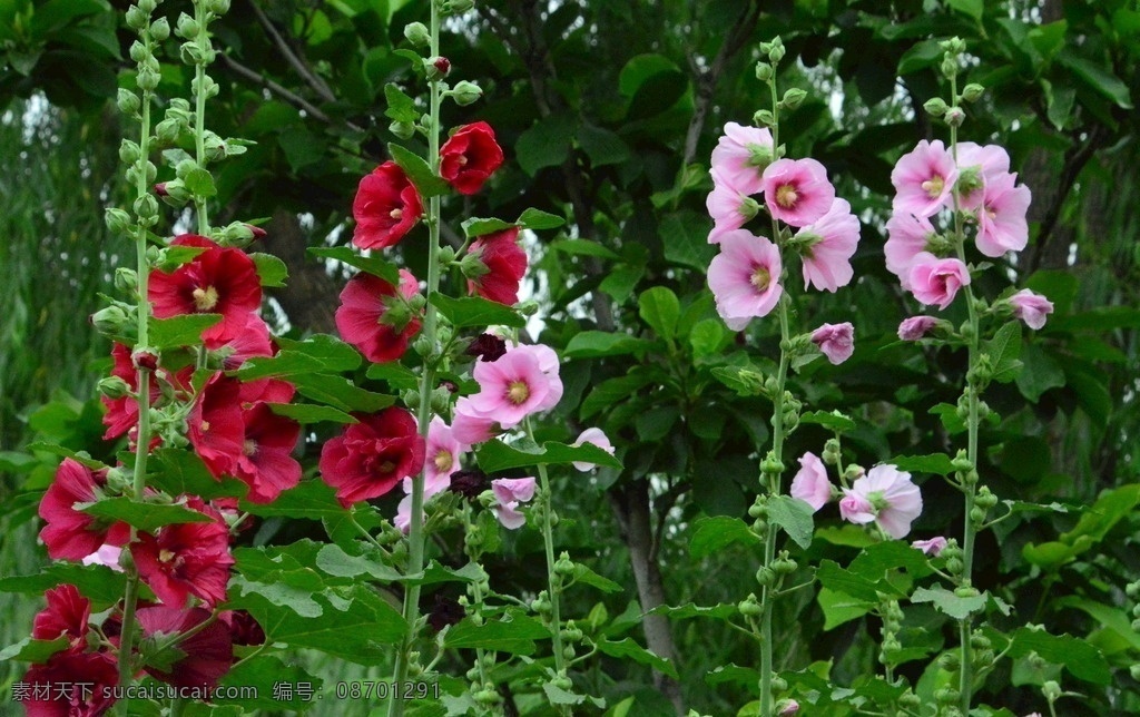 草本花卉 一丈红 大蜀季 戎葵 熟季花 花卉 花儿 花朵 花蕊 植物 园林绿化 绿化景观 蜀葵芙蓉葵 生物世界 花草