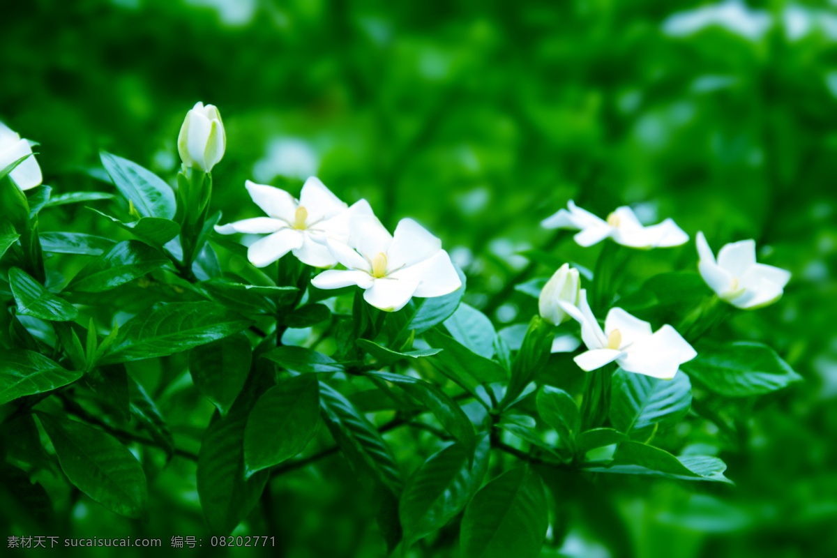 栀子花 栀子 春天 云峰寺 雪白栀子花 花草 生物世界