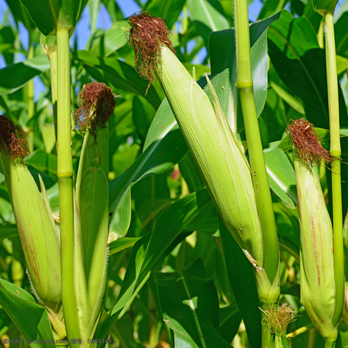玉米地 摄影图片 玉米棒子 玉米 苞谷 新鲜玉米 玉米摄影 其他类别 生活百科 绿色