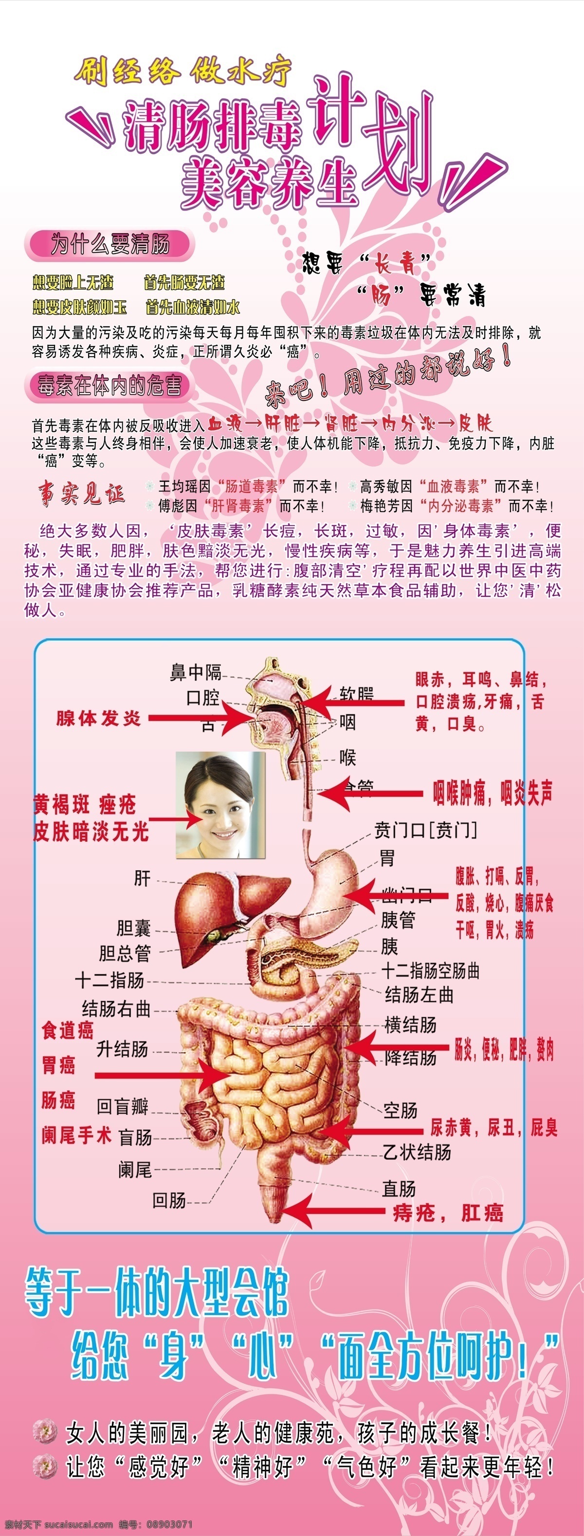 肠道图 清肠排毒 美容养生 护肤 身体 分层