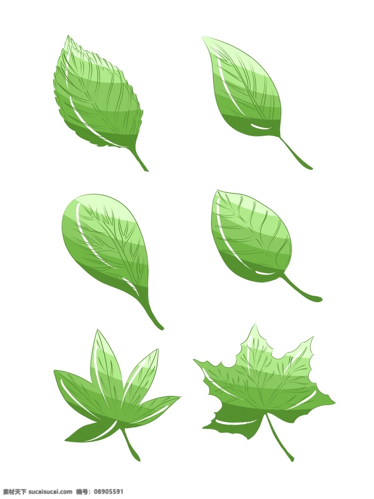 手绘 绿色植物 绿色 叶子 植物 树叶 绿叶 手绘植物 手绘树叶