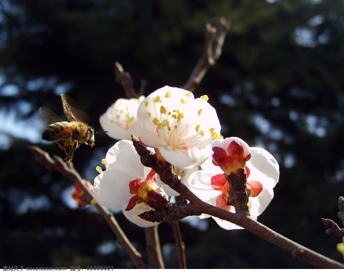 蜜蜂 花朵 昆虫 生物世界 桃花 蜜蜂花朵