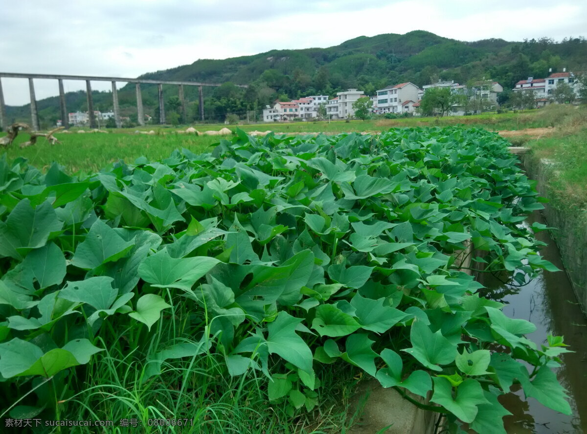 番薯 红苕 红芋 苕藤 芋头 生物世界 蔬菜