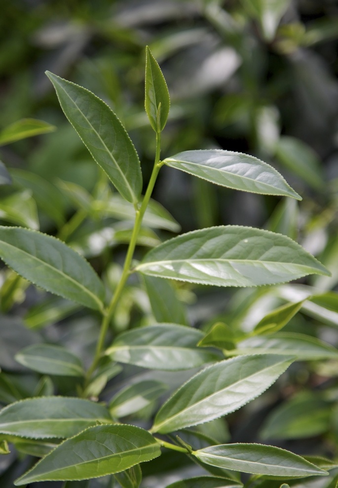 茶叶图片 茶 茶叶展板 茶叶素材 功夫茶 白茶 黑茶 绿茶 红茶 茗茶 苦汀茶 普洱 铁观音 毛尖 养生背景 养生展板 小清新背景 中国风背景 花茶 花茶背景 花茶展板 茶叶 茶叶海报 茶叶广告 茶叶包装 春茶上市 茶叶挂画 茶叶挂图 茶叶文化 茶叶展架 绿茶茶叶 茶叶设计 春茶 茶叶茶园 茶香 生物世界 花草