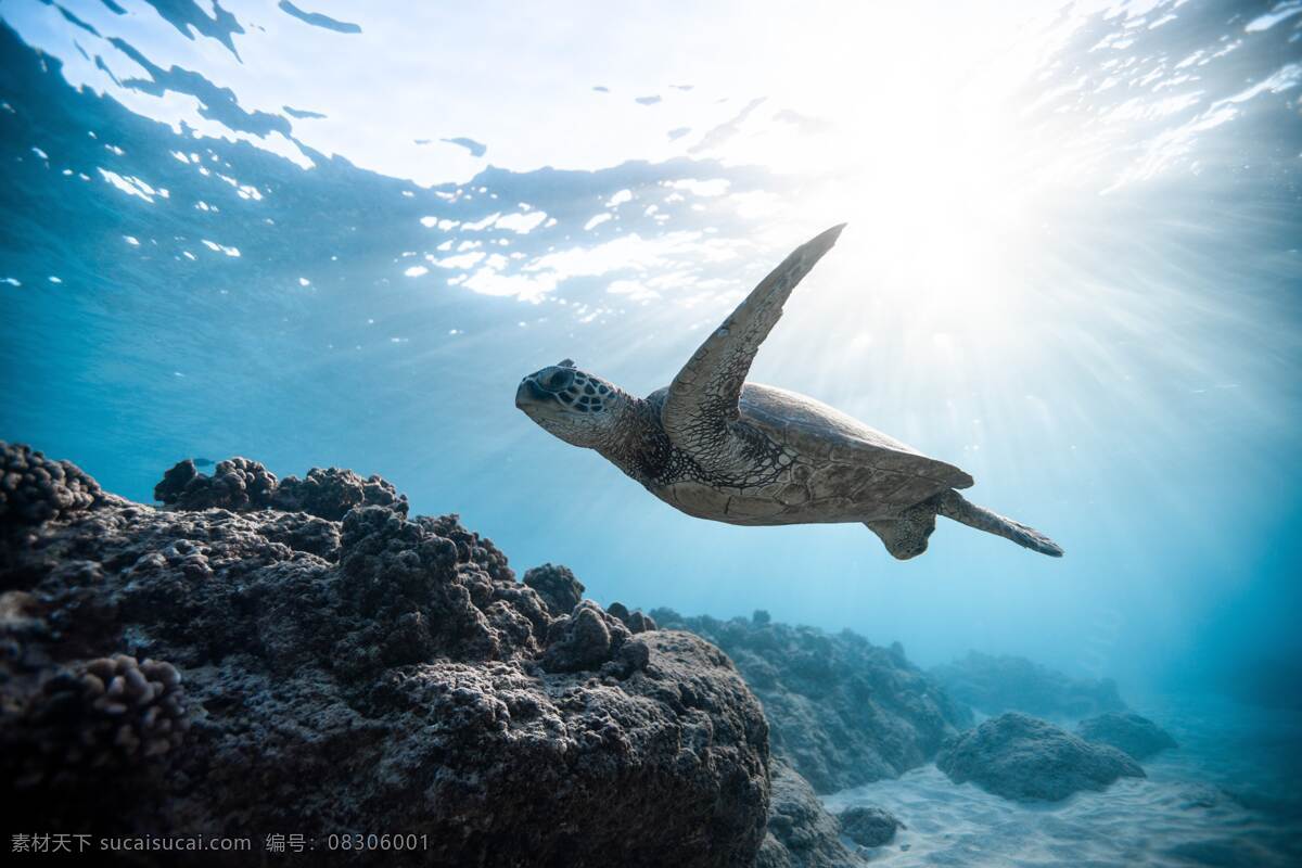 游弋的海龟 海底世界 海底阳光 阳光 两栖动物 海底动物 蓝色 保护动物 乌龟图片 乌龟素材 大海龟 乌龟 海底摄影 水下摄影 摄影图 高清摄影图 生物世界 自然 环保 海洋生物 自然景观 自然风景