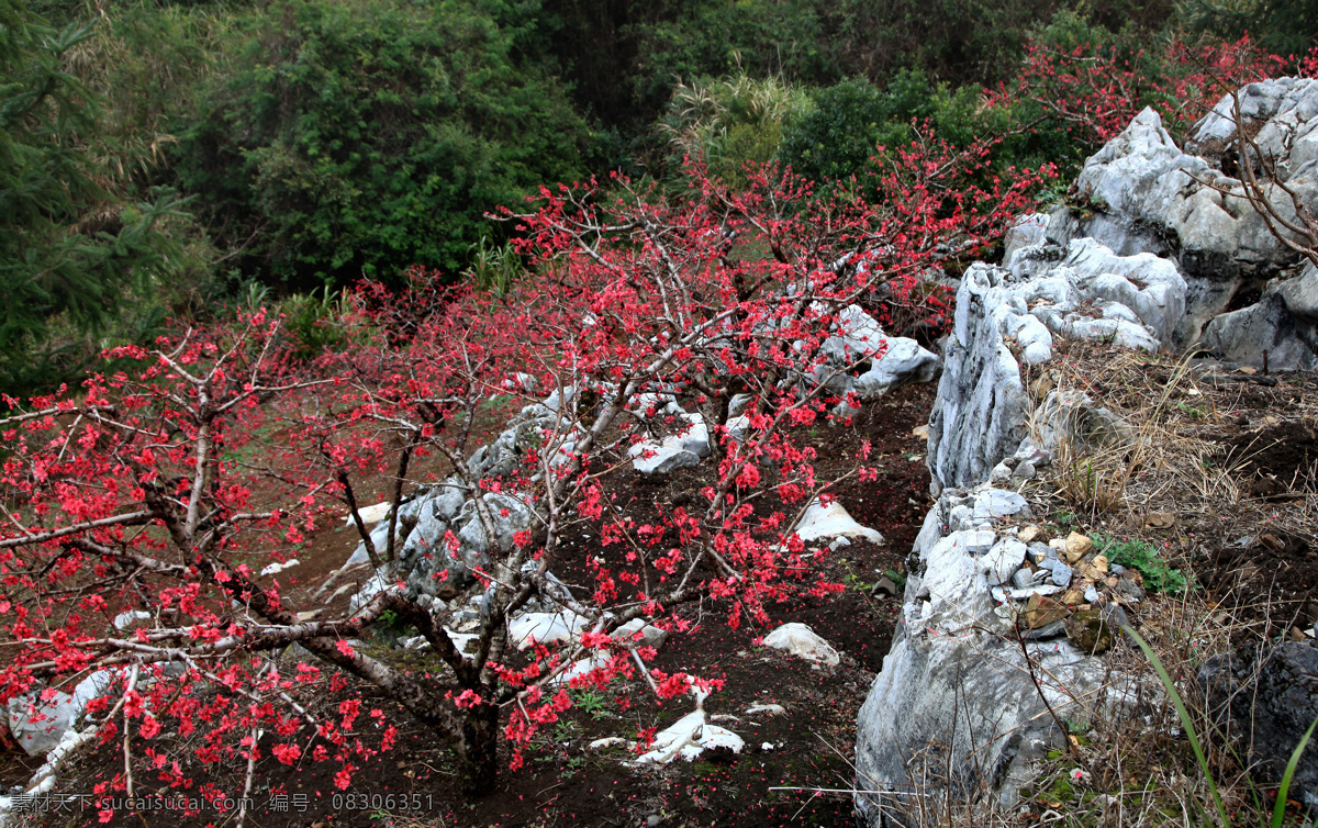 水蜜桃林 水蜜桃树 广东 连平 风景 花草 生物世界