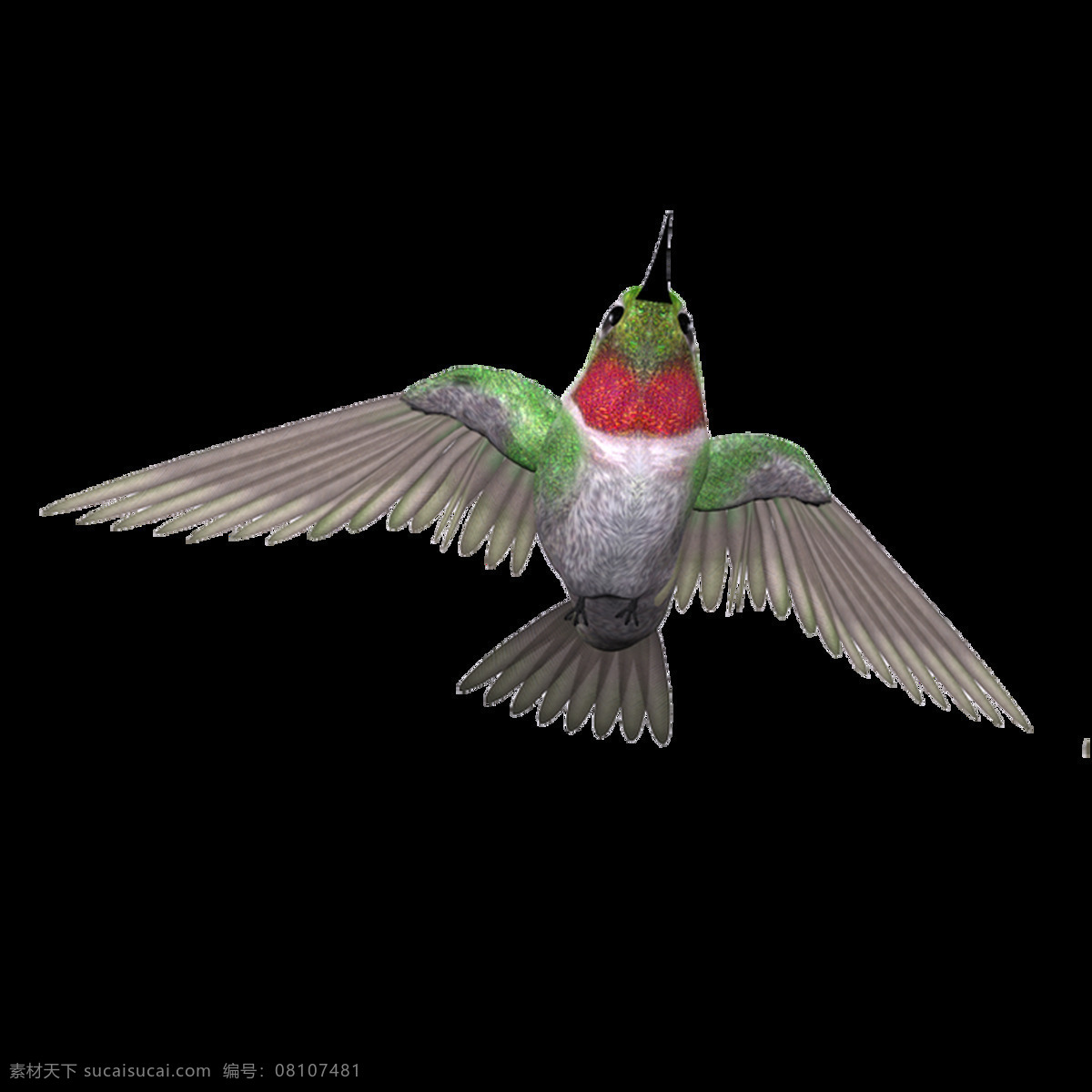 唯美 多样 鸟儿 静态 花样鸟儿 飞翔 形象 写实