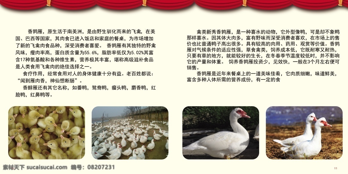 香醇雁养殖 邯郸 最美 鸭妈妈 鸭子 专业 画册设计