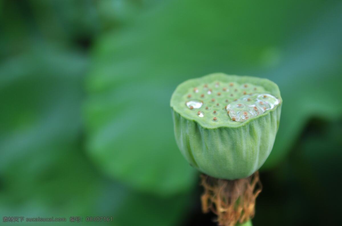 莲蓬 莲花 荷花 莲子 荷叶