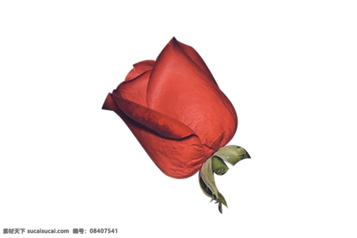 断枝 红色 玫瑰花 朵 玫瑰 红色玫瑰 红玫瑰一朵 叶子植物 礼物 绿叶 花卉 观赏 鲜花 情人节 520 装饰