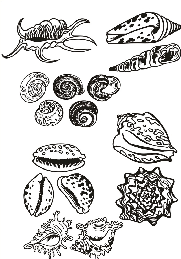 手绘线描海螺 手绘海螺 卡通海螺 线描海螺 动画线描海螺 线描的 动漫动画