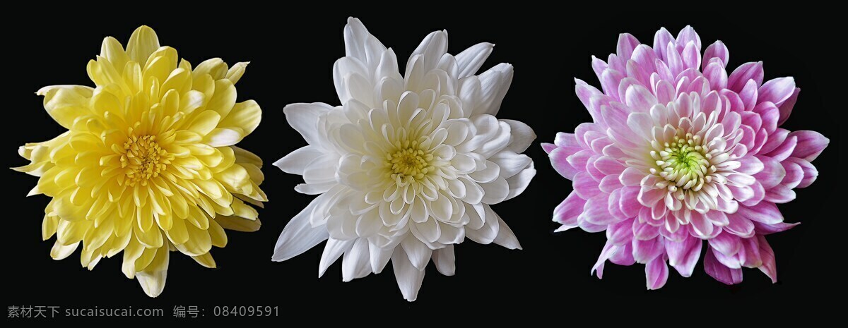 大菊花 雏菊 野菊花 非洲菊 粉色菊花 粉菊 观赏菊花 唯美菊花 文艺菊花 小菊花 黄菊花 紫菊花 红菊花 红色菊花 白菊 白色菊花 创意摄影 简约桌面 简约背景 ppt背景 商务 背景 简约 文艺 唯美背景 海报背景 唯美海报背景 文艺海报背景 电脑壁纸 生物世界 花草