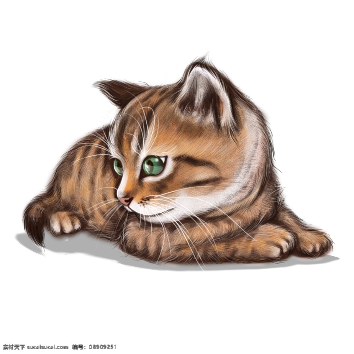 可爱 小 狸 花 猫咪 手绘 写实 商用 毛茸茸 黄色 狸花猫 绿眼睛 虎斑