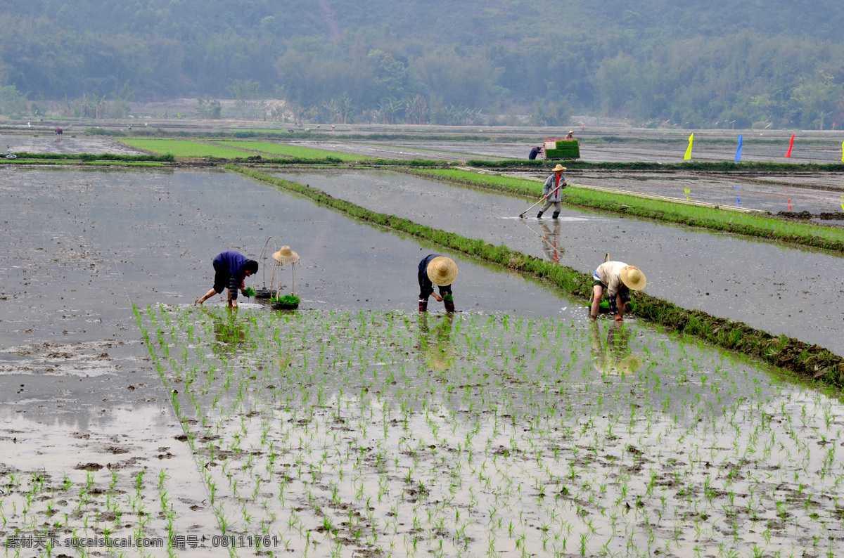 春耕 生产 现代科技 春耕生产 水稻种植 机械化播种 农业生产 矢量图 日常生活