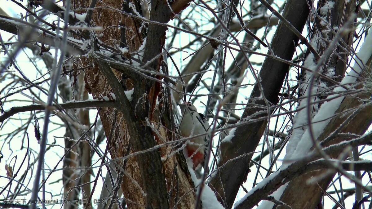 啄木鸟 树上 视频 树枝 树木 鸟 树 下雪