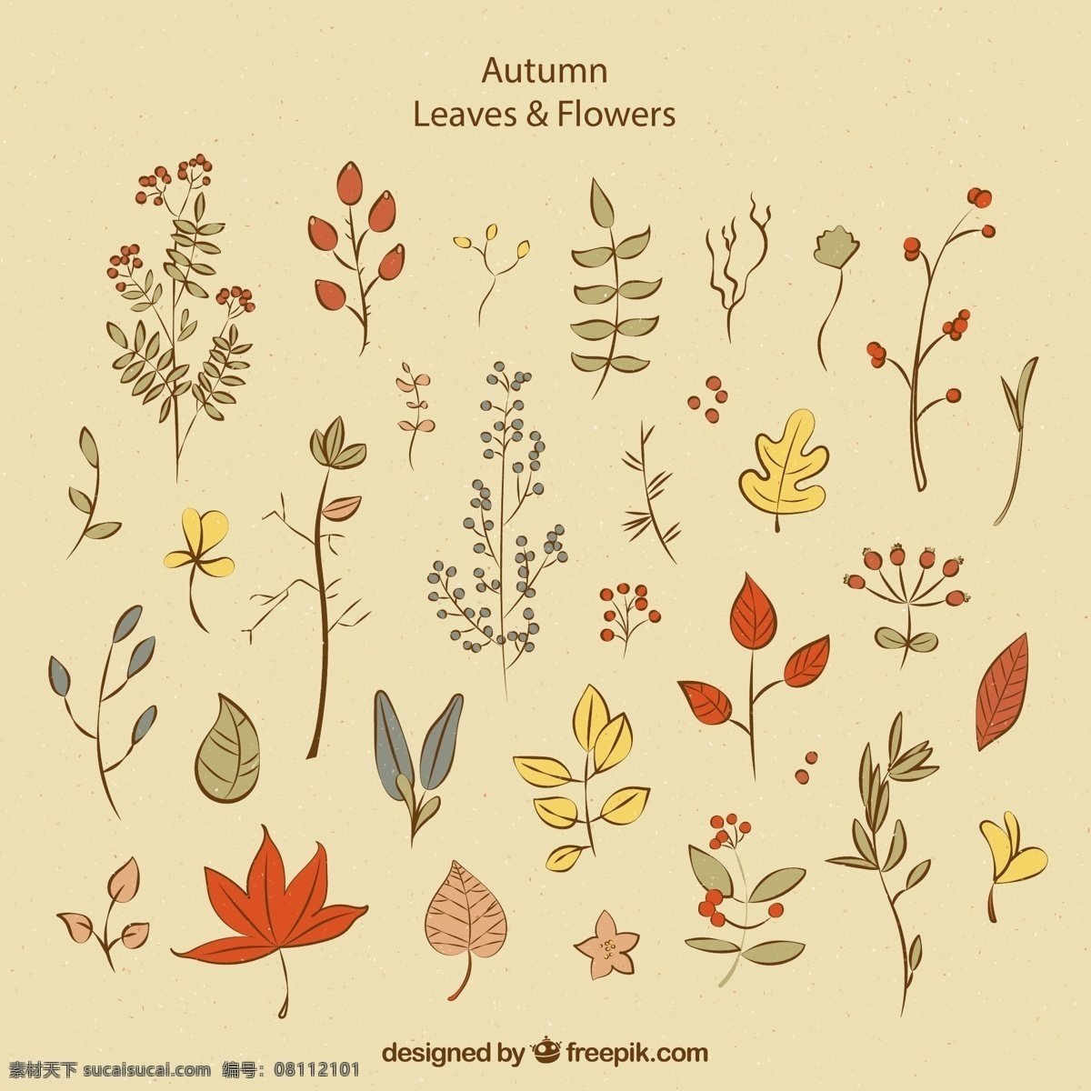 彩绘 秋季 叶子 浆果 枫叶 植物 树叶 矢量 高清图片
