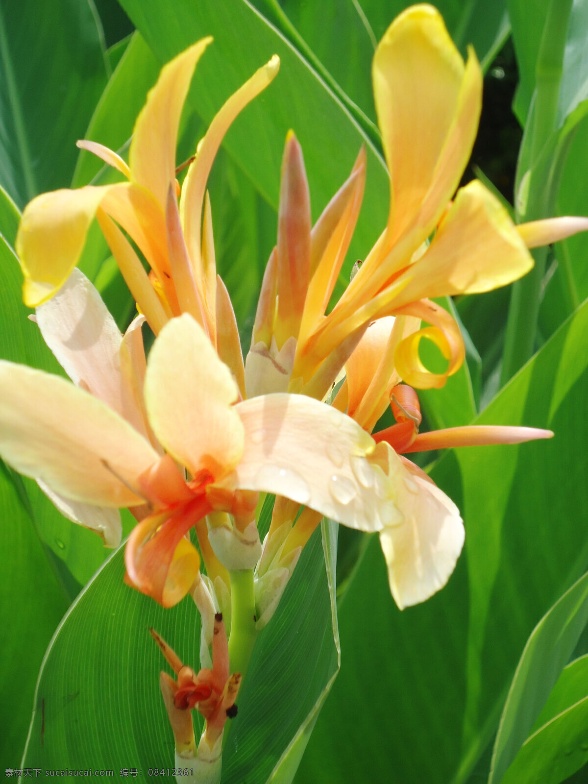 黄色 花儿 清新 花纹 黄花 小花 植物