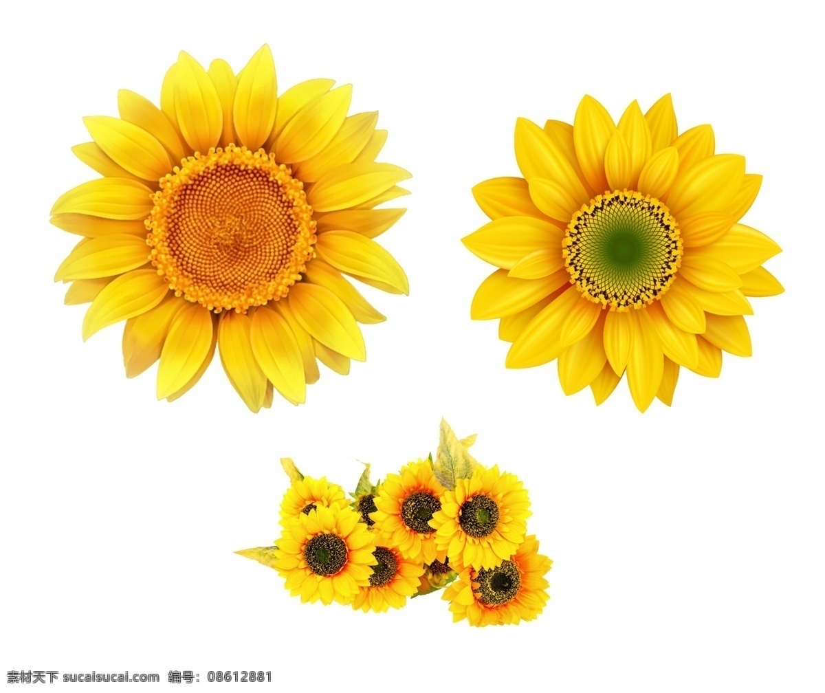 黄色向日葵 黄色花朵 向日葵素材 鲜花 植物 花朵 花朵素材 葵花 向阳花 黄色 花卉 盛开 太阳花 向日葵花瓣