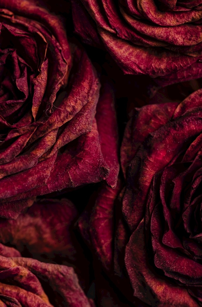 玫瑰图片 玫瑰 玫瑰花 花 情人节 蔷薇 花瓣 玫瑰花瓣 红玫瑰 月季 rose 月季花 花香 凋谢 玫瑰抠图 玫瑰素材 玫瑰壁纸 玫瑰摄影 玫瑰特写 玫瑰广告 花束 花海 植物 一束玫瑰 一支玫瑰 草本植物 花朵 花卉 养花 玫瑰diy 粉玫瑰 花艺 插花 玫瑰设计 花圈 带刺玫瑰 绽放 含苞待放 开花 生物世界 花草