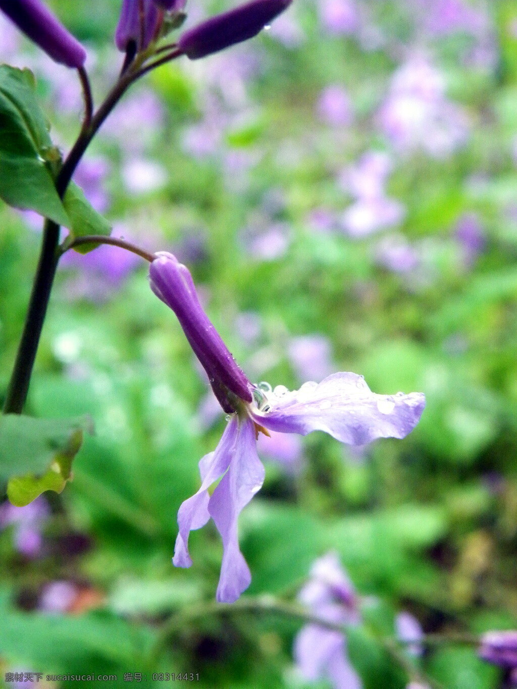 雨中二月兰 二月兰 诸葛菜 菜子花 紫金花 花草 生物世界