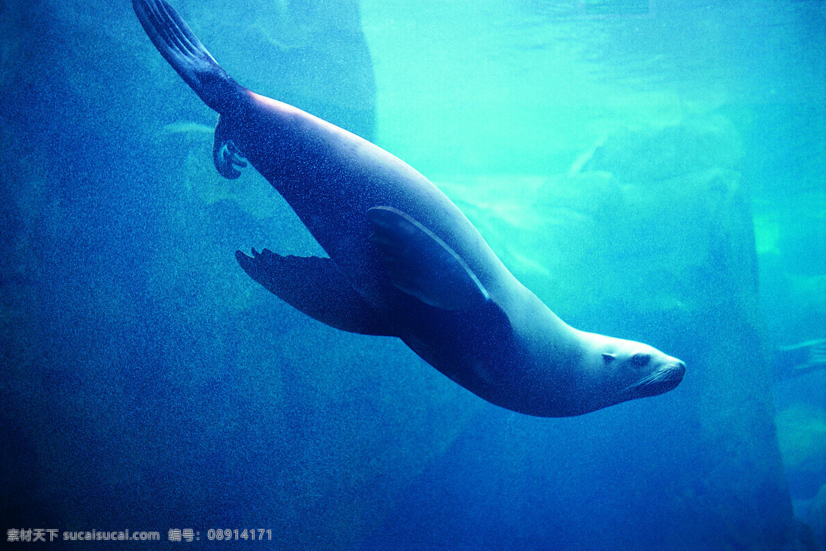 鲸鱼 海豚 海洋 景色 生物 跳跃 鱼类 生物世界