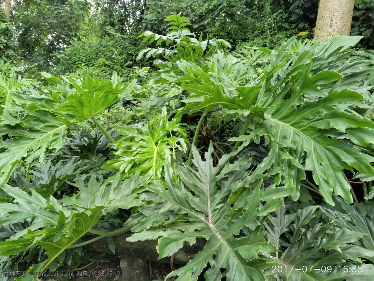 植物 龟背竹 绿叶 风景 静物 生物世界 树木树叶