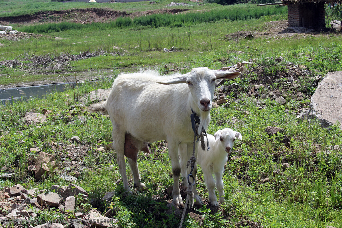 奶羊母子摄影 奶羊母子 山羊图片 母山羊 小羊羔 可爱 注视 渴望自由 草地乱石 家禽 家畜摄影图片 家禽家畜 生物世界