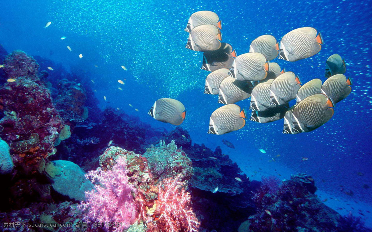 海底 世界 海洋 蓝色 珊瑚 鱼群 生物世界