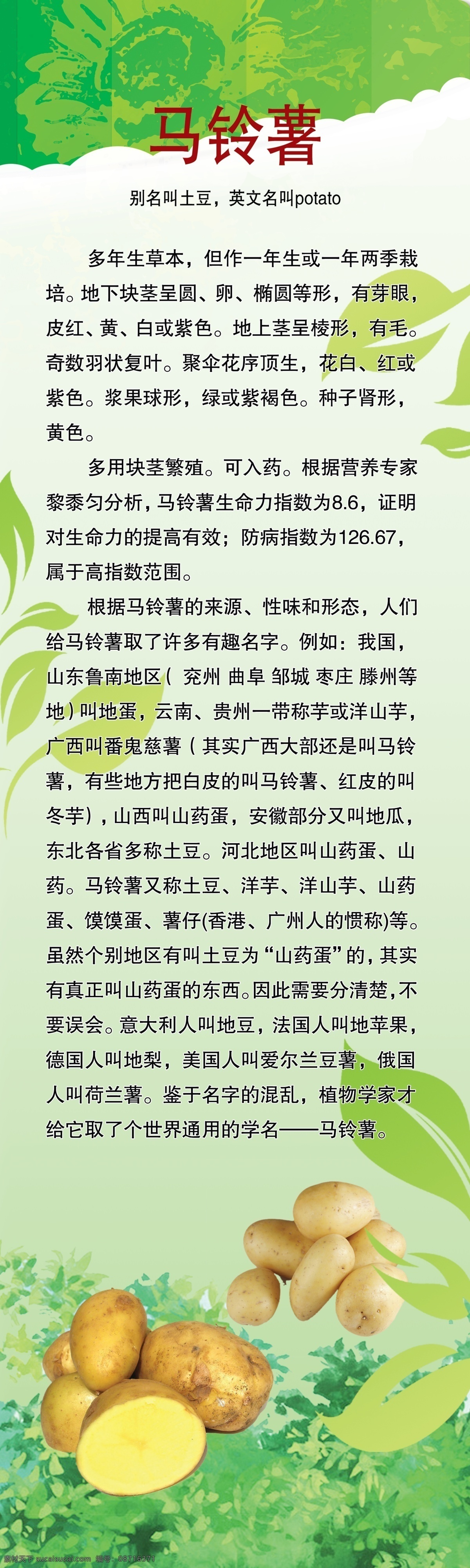 蔬菜 马铃薯 马铃薯功效 树叶 花纹 广告设计模板 源文件