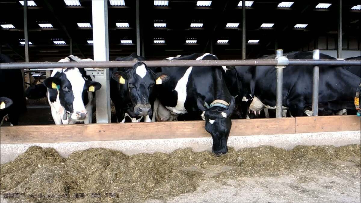 奶牛在稳定 动物 自然 奶牛 农业 农场 稳定的 干草 牛 农事 肉 牛奶 黑色 白色 工业的 喂养 牛肉 牛排 饥饿的 素食主义者 田园的 牧场 乳制品