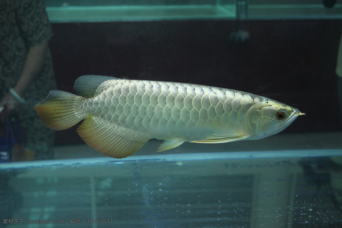 银 龙鱼 金龙鱼 生物世界 鱼类 银龙鱼 红龙鱼 白金龙鱼 观赏鱼 鱼博会