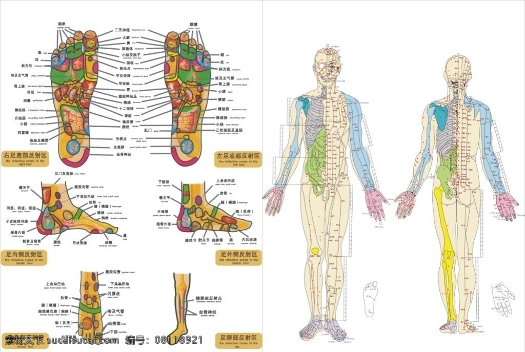 全身穴位图 全身人体 脚底 足底 穴位 器官 功能 其他人物 矢量人物 矢量