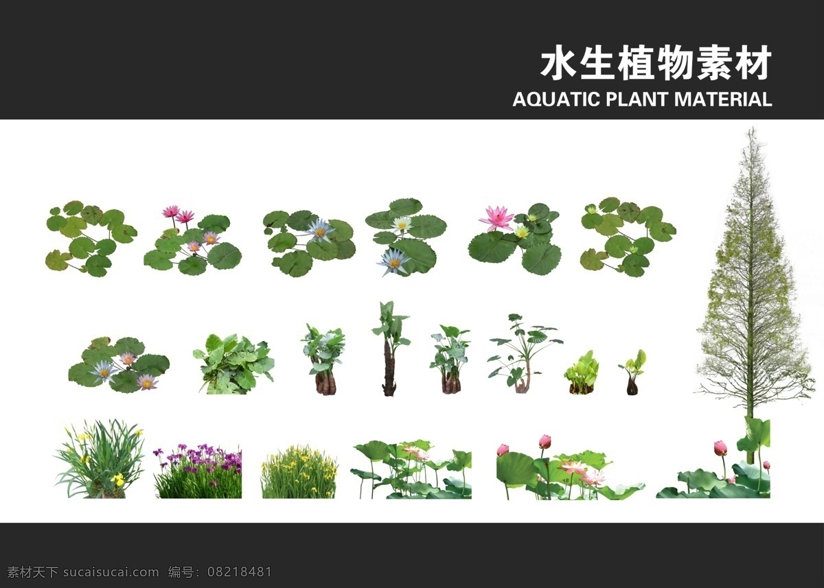 水生植物素材 荷花 睡莲 水杉 水生植物 植物素材 效果图 效果图素材 景观素材 景观设计 景观素材专辑 分层