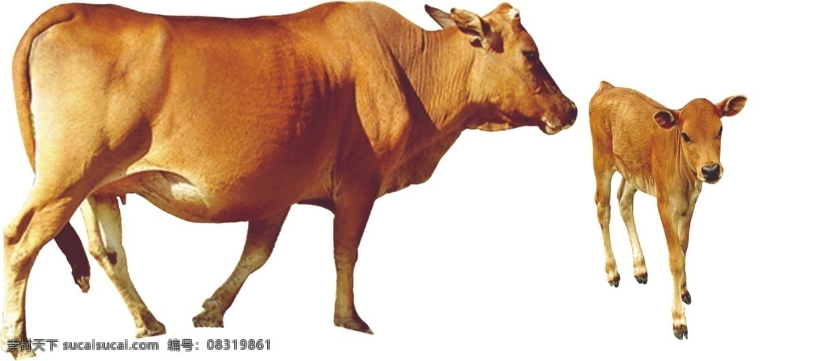 黄牛 动物 生物 分层