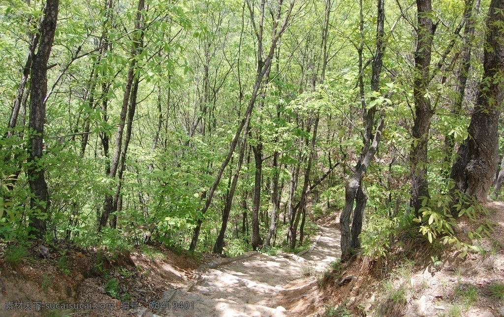山间小路 树林 山林 石台阶 台阶 下山路 自然景观 自然风景