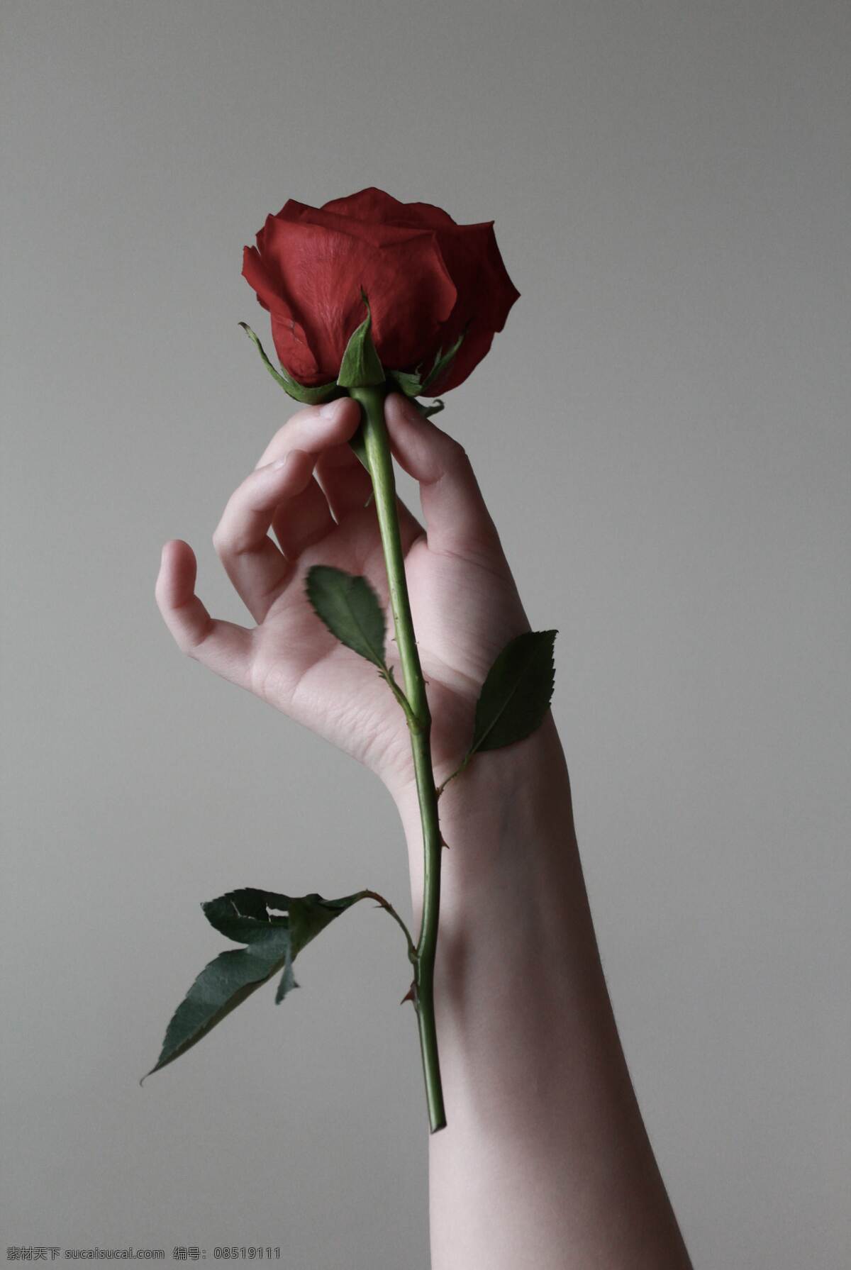 赠人玫瑰 手有余香图片 高清 玫瑰 手 优雅 气质 一朵玫瑰 高贵 人物图库 日常生活