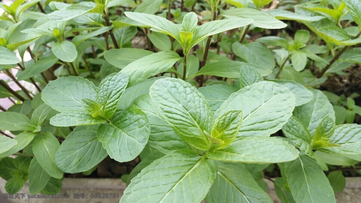 田园风光 随拍 别称 野薄荷 夜息香 植物 绿色 仁丹草 见肿消 中草药 薄荷花 银丹草 藿香 紫苏 薄荷 石菖蒲 自然景观