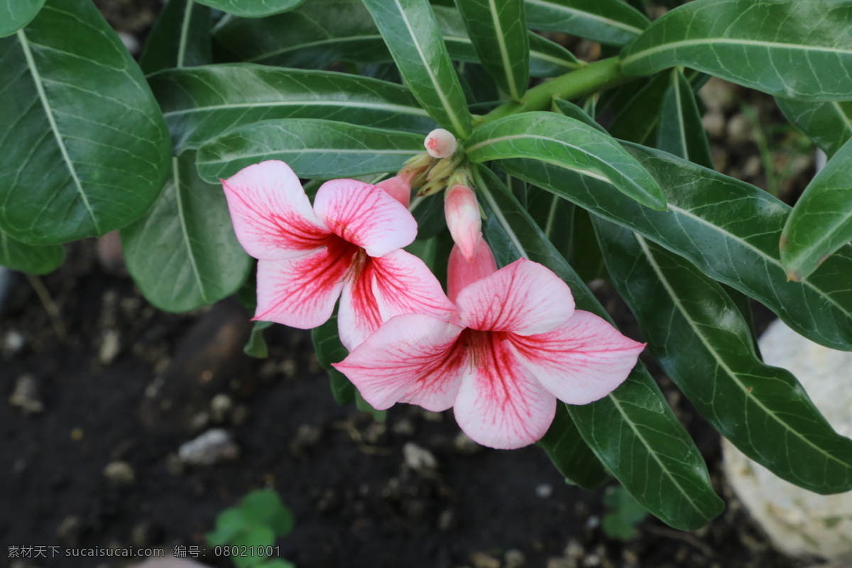 沙漠玫瑰 天宝花 多肉植物 多浆植物 花儿 花朵 花瓣 花草 枝叶 植物 观赏花卉 绿化景观 花卉大观园 生物世界