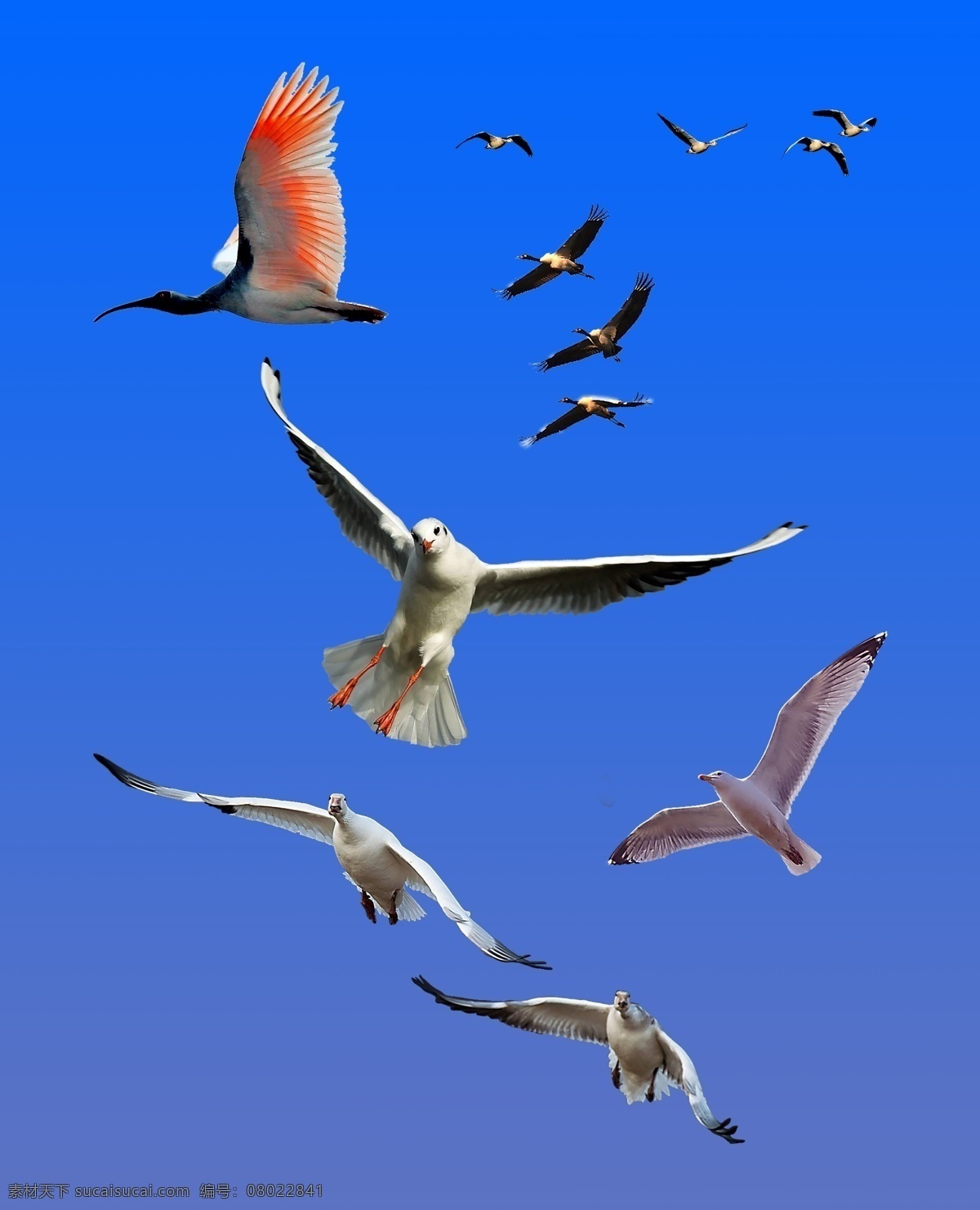 飞翔的鸟 鸟 海鸥 大鸟 蓝天 摄影模板 其他模板