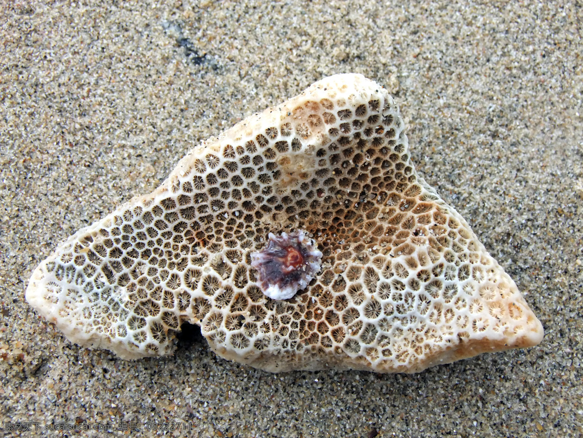 贝壳 海滩 海洋生物 沙滩 珊瑚 生物世界 珊瑚上的贝壳 珊瑚特写 贝壳特写 沙粒 psd源文件