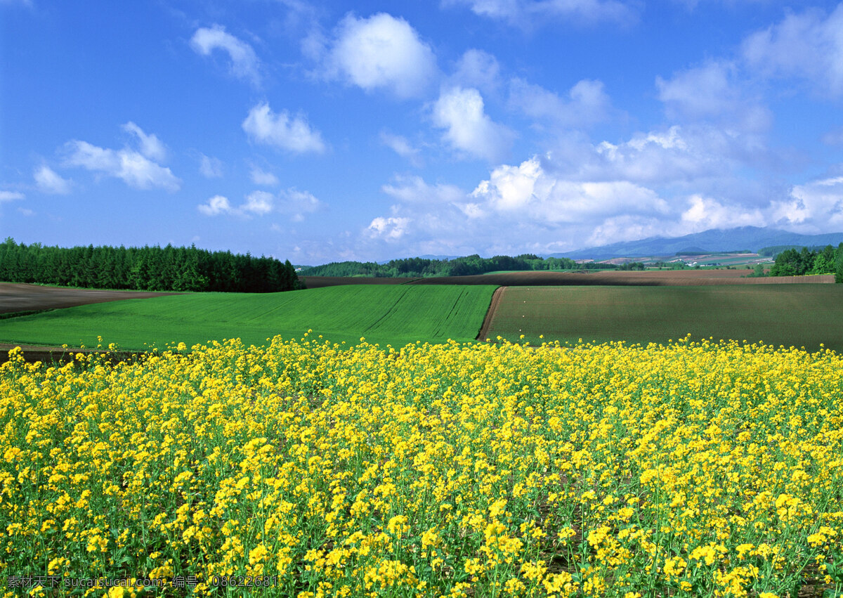 田园 风景摄影 自然 风景 户外 美境 田园风光 树木 天空 油菜花 一望无垠 自然景色 风景图片