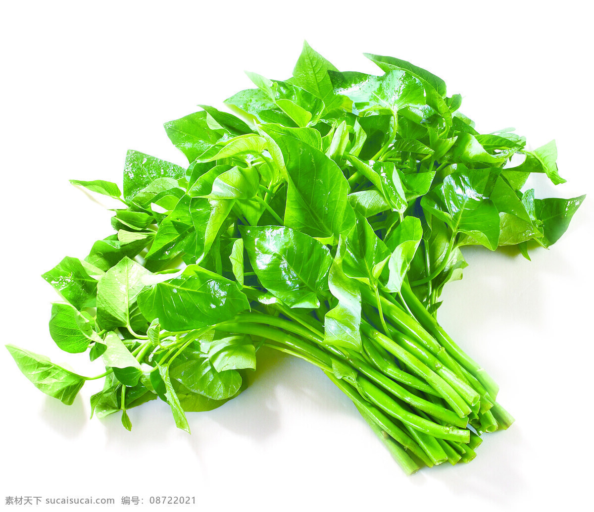 通心菜 空心菜 生物世界 蔬菜