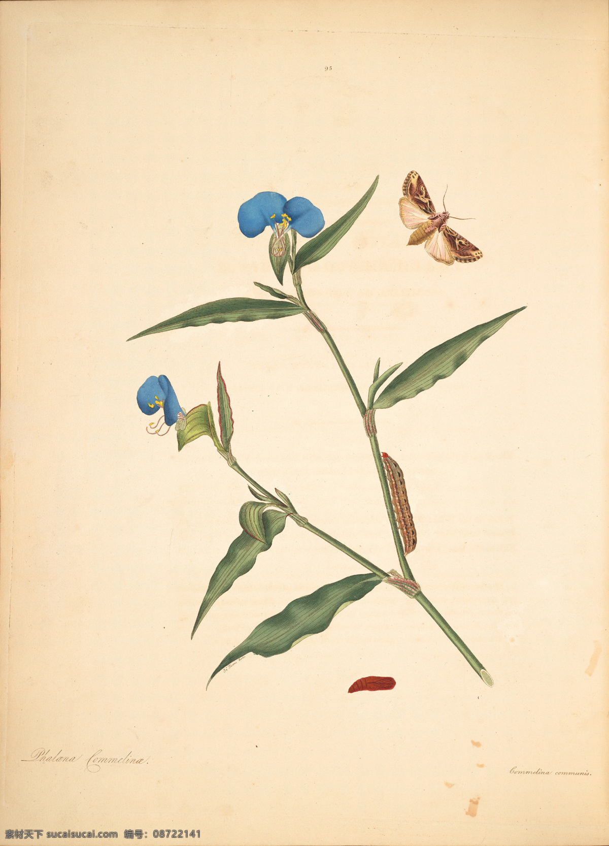 蝴蝶植物图谱 复古手绘 郁金香 图谱 植物图 插画 植物 叶子 玫瑰花 手绘兰花 植物图谱 装饰画 无框画 手绘插画 花卉 蝴蝶 鲜花 手绘花纹 精美花纹 兰花贴图 简洁 移门设计 彩色花朵 手绘设计 手绘花朵 花纹素材 生物世界 花草 植物园 复古手绘花卉