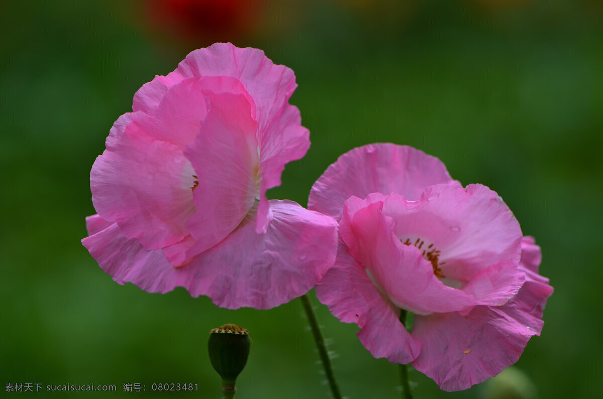 娇 俏 虞美人 花卉