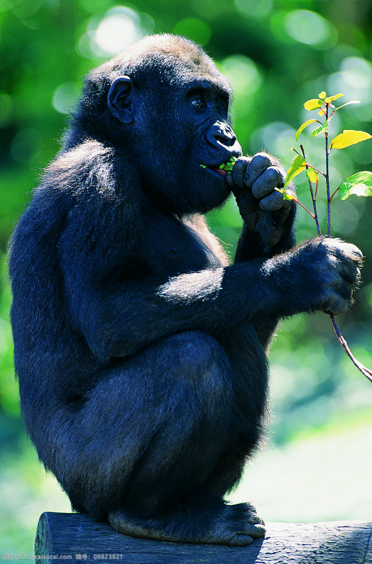 吃食 物 猩猩 野生动物 动物世界 哺乳动物 大猩猩 黑猩猩 摄影图 陆地动物 生物世界
