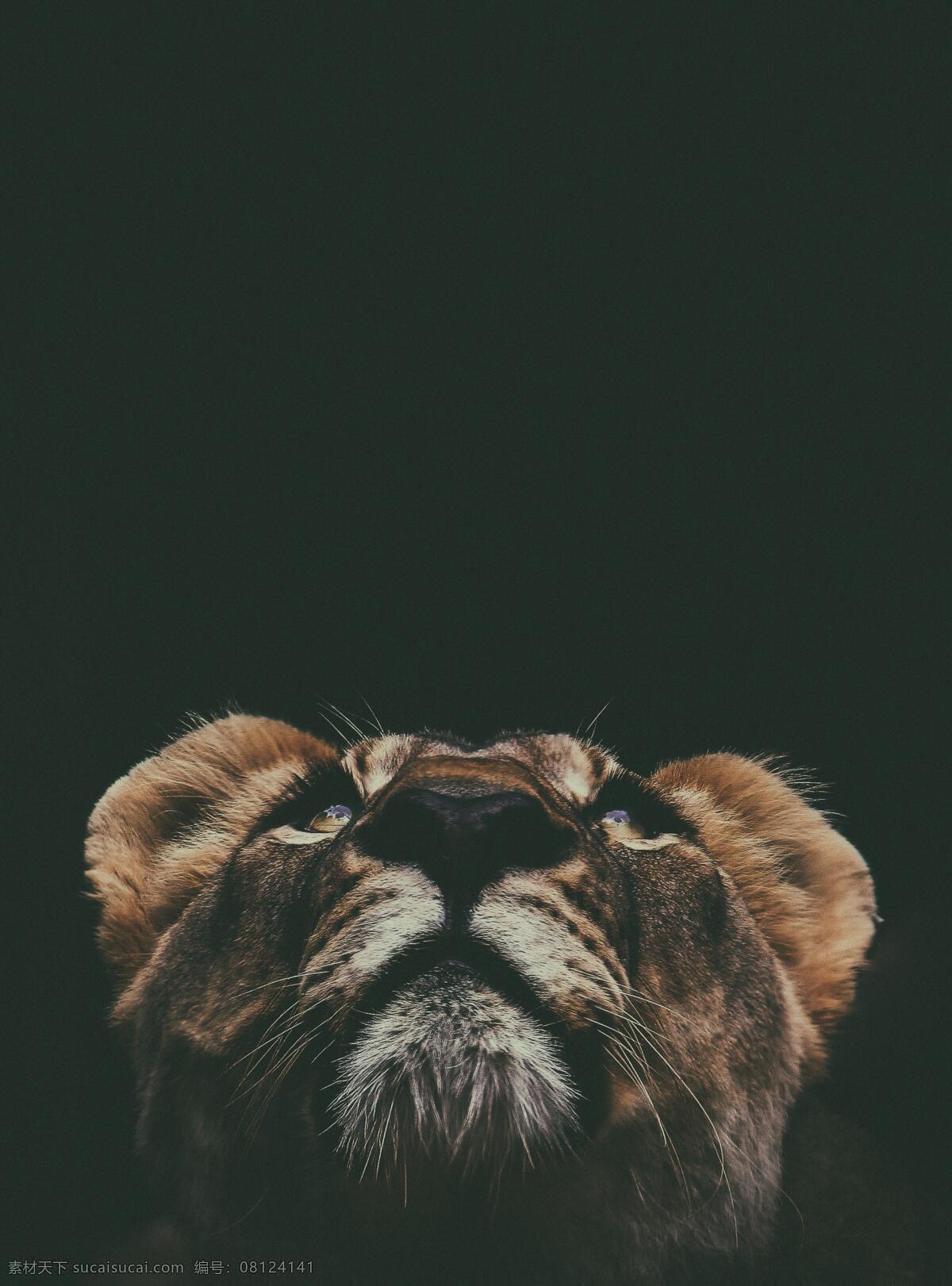 狮子 乌鸦 长颈鹿 蜘蛛 刺猬 袋鼠 海狮 海师 考拉 孔雀 陆地动物 大自然 野生 高原 草原 陆地 树林 森林 树叶 竹林 草地 大草原 爬行动物 家禽 猛兽 老虎 小动物 友好 宠物 猫 狗 伙伴 陪伴 兔子 孔雀开屏 树熊 睡觉 大象 高山 西藏 青藏高原 风景 青海湖边 风光 池塘 水边 生物世界 其他生物