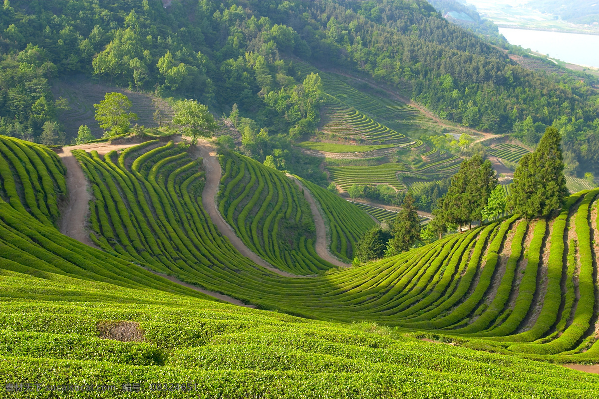 茶山 茶叶 山 绿色 风景 青山 自然景观 自然风景